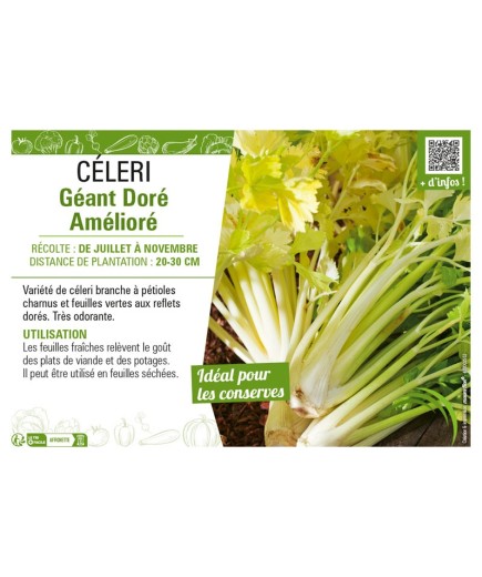 CÉLERI GÉANT DORÉ AMÉLIORÉ