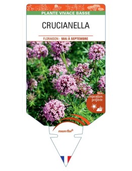 CRUCIANELLA