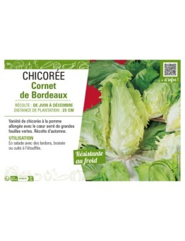 CHICORÉE CORNET DE BORDEAUX