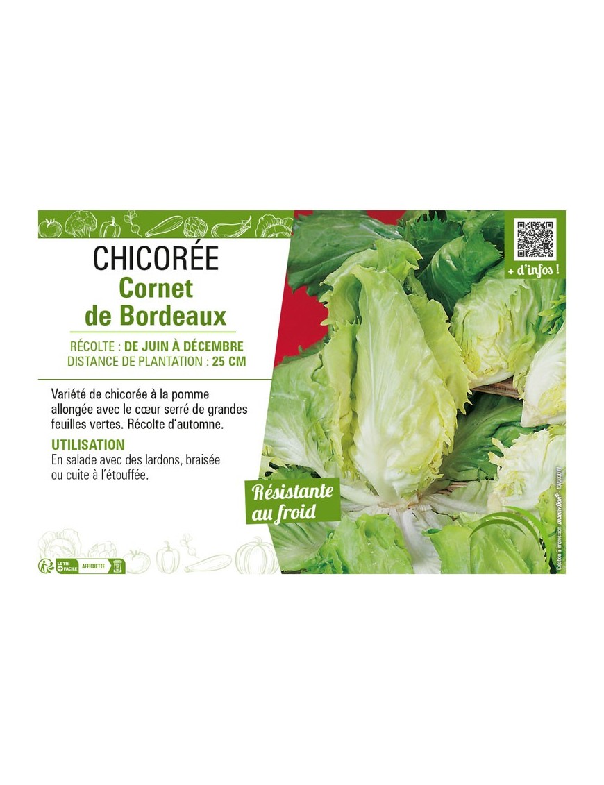 CHICORÉE CORNET DE BORDEAUX
