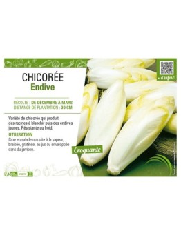 CHICORÉE ENDIVE