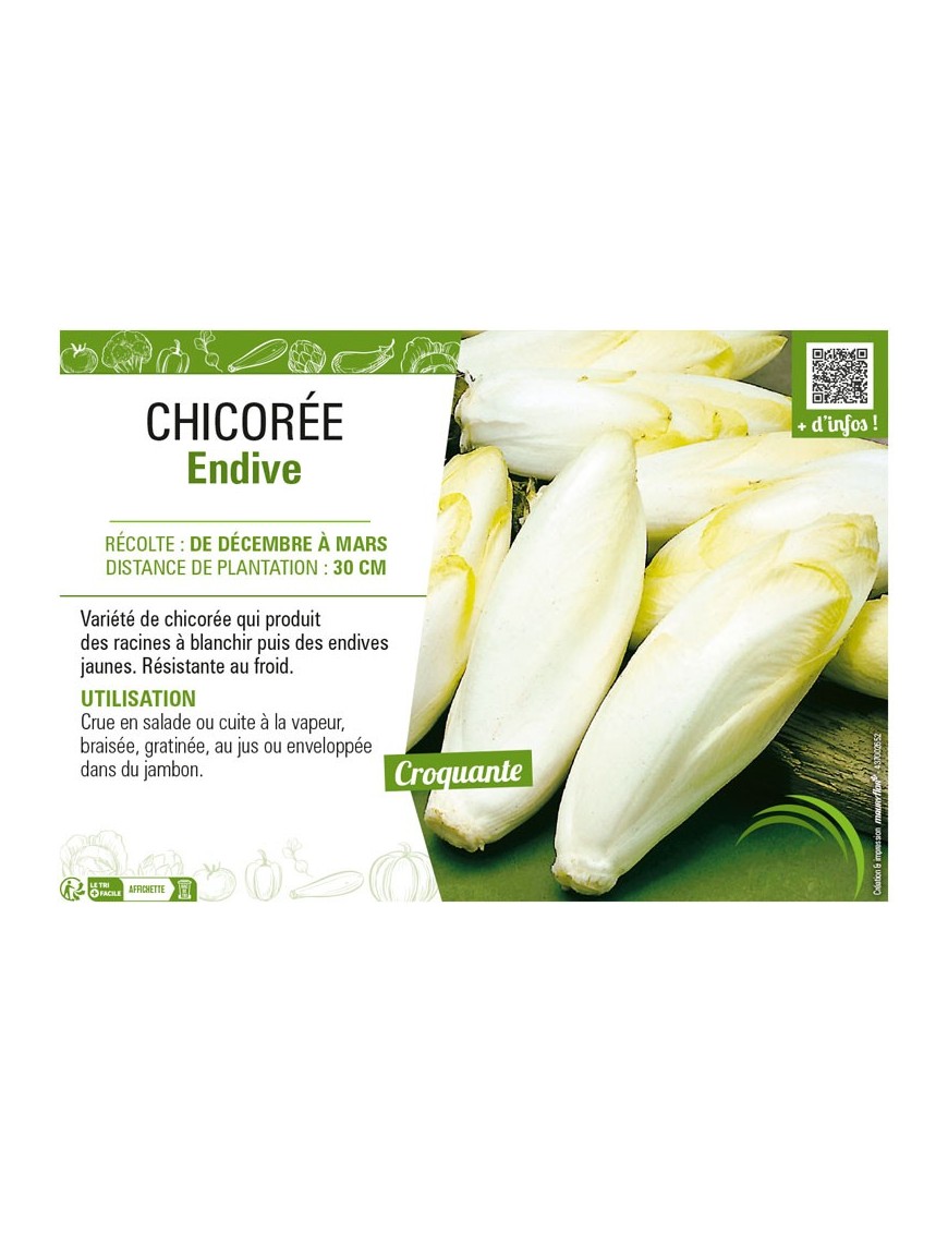 CHICORÉE ENDIVE