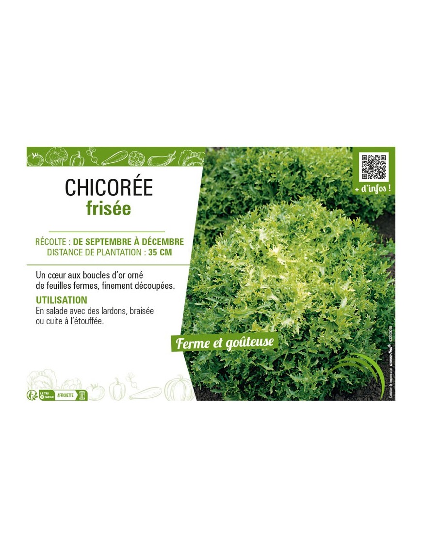 CHICORÉE FRISÉE