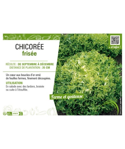 CHICORÉE FRISÉE