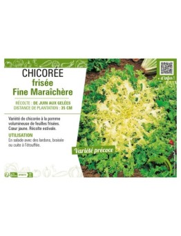 CHICORÉE FRISÉE FINE MARAICHÈRE