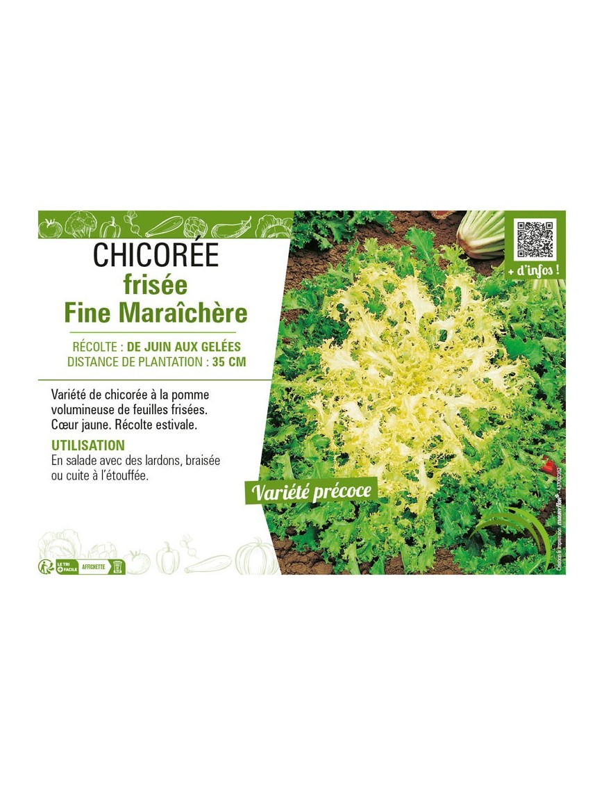 CHICORÉE FRISÉE FINE MARAICHÈRE