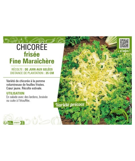 CHICORÉE FRISÉE FINE MARAICHÈRE