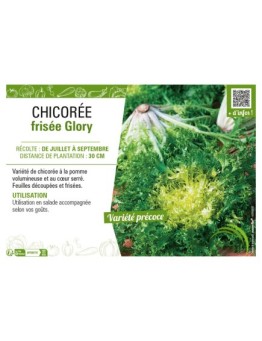 CHICORÉE FRISÉE GLORY
