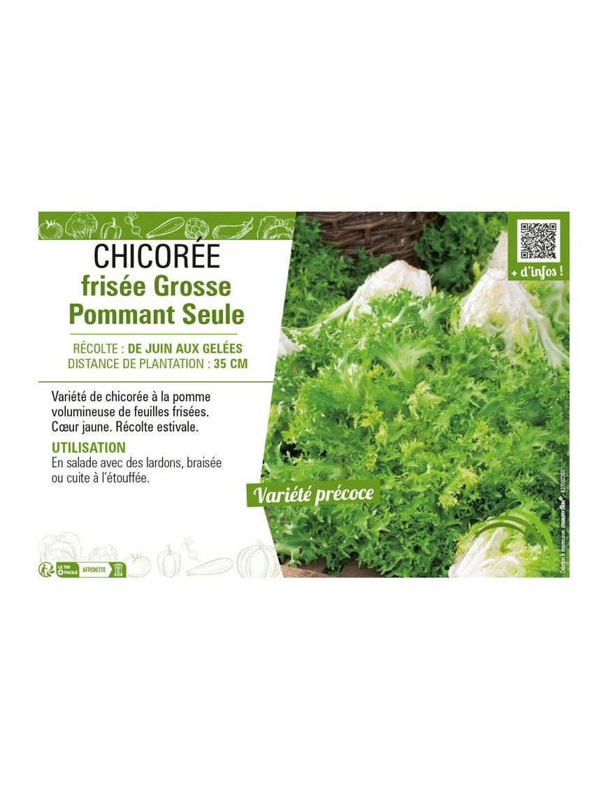 CHICORÉE FRISÉE GROSSE POMMANT SEULE