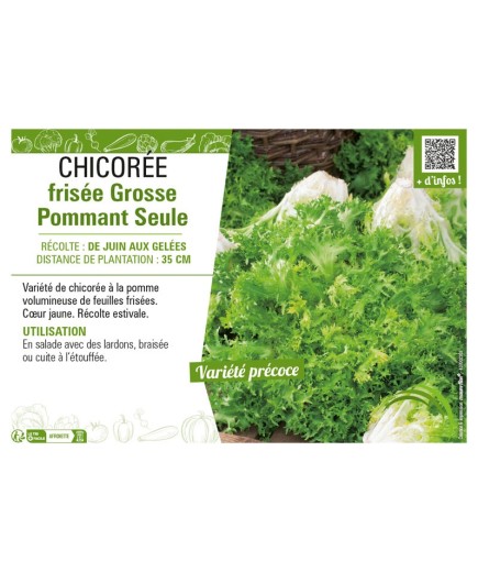 CHICORÉE FRISÉE GROSSE POMMANT SEULE