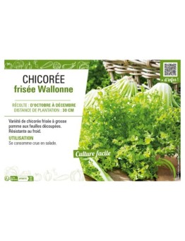 CHICORÉE FRISÉE WALLONNE