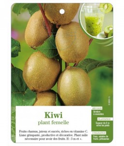 Kiwi plant femelle