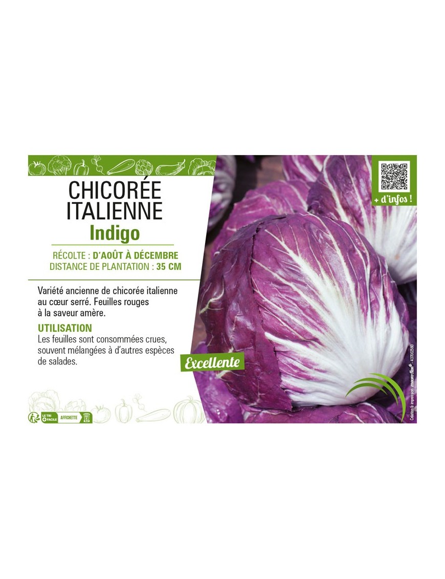 CHICORÉE ITALIENNE INDIGO