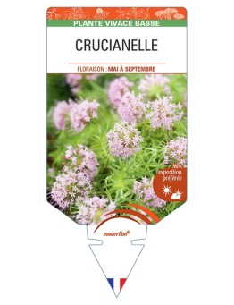 CRUCIANELLE (Phuopsis stylosa Rose)