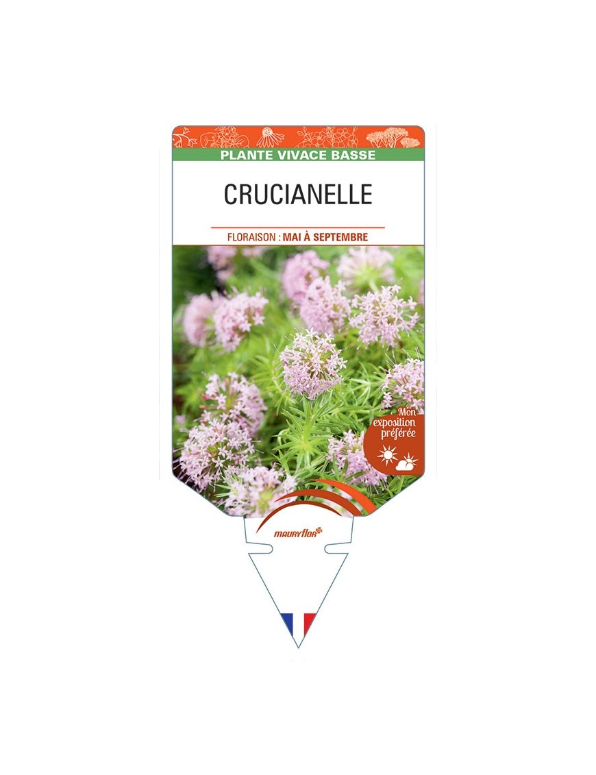 CRUCIANELLE (Phuopsis stylosa Rose)