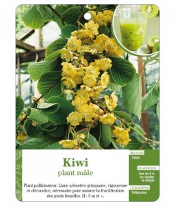 Kiwi plant mâle