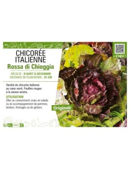 CHICORÉE ITALIENNE ROSSA DI CHIOGGIA