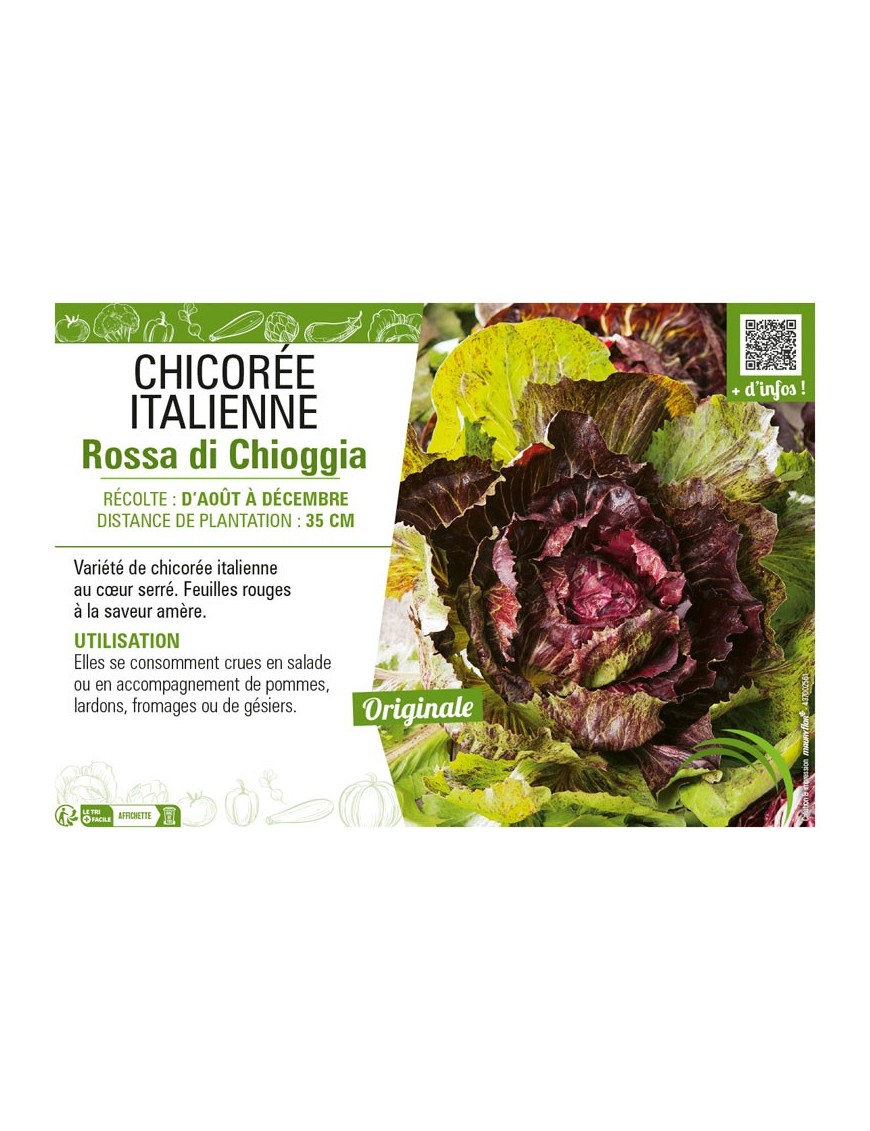 CHICORÉE ITALIENNE ROSSA DI CHIOGGIA