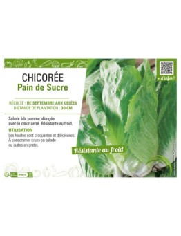 CHICORÉE PAIN DE SUCRE
