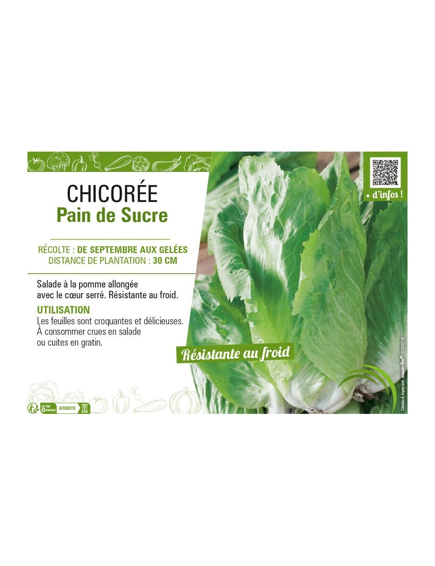 CHICORÉE PAIN DE SUCRE