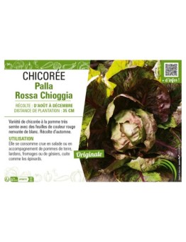 CHICORÉE PALLA ROSSA CHIOGGIA
