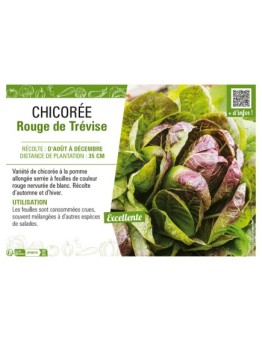 CHICORÉE ROUGE DE TRÉVISE