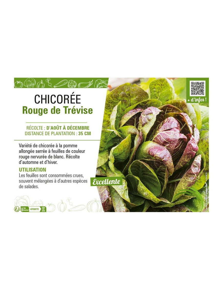 CHICORÉE ROUGE DE TRÉVISE