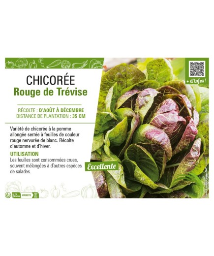 CHICORÉE ROUGE DE TRÉVISE