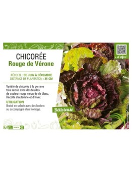 CHICORÉE ROUGE DE VÉRONE