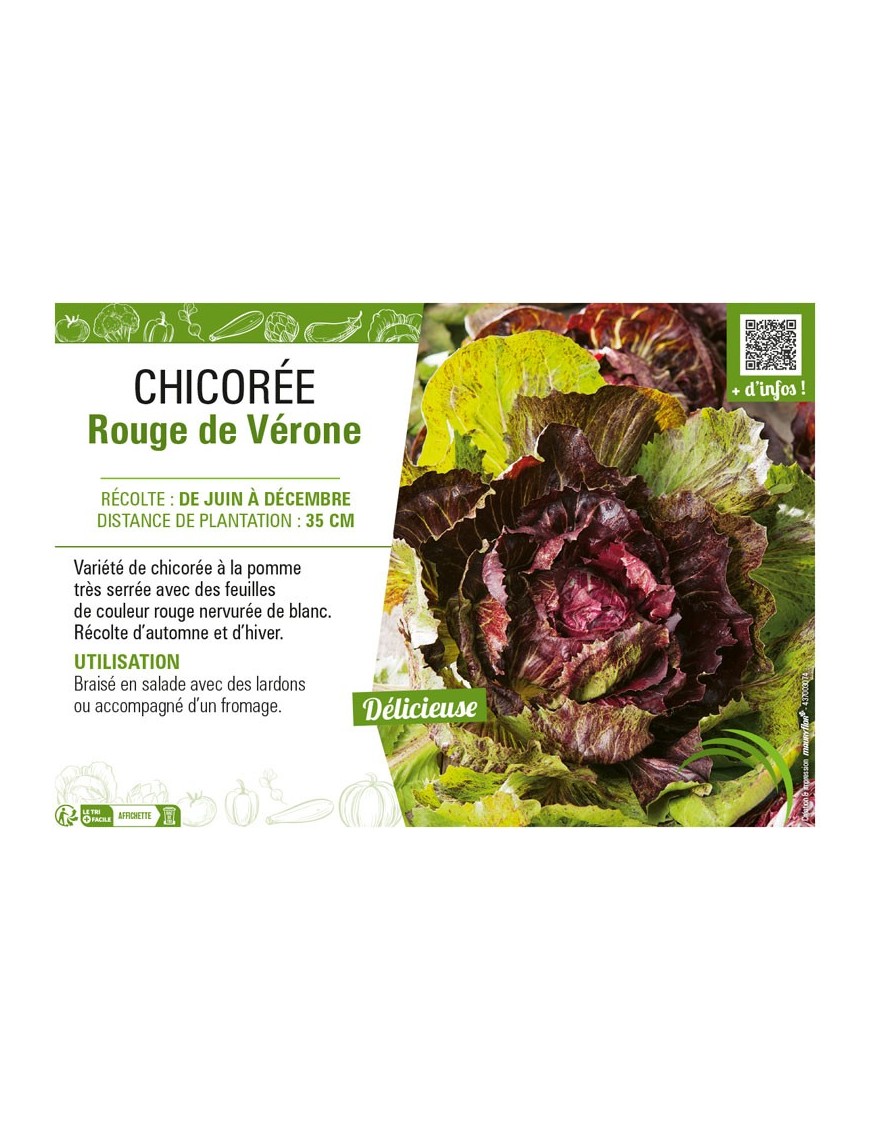 CHICORÉE ROUGE DE VÉRONE