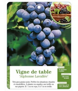 Vigne de table ‘Alphonse Lavallée’