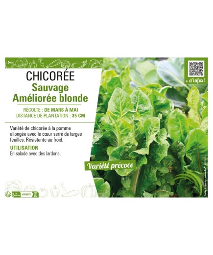 CHICORÉE SAUVAGE AMÉLIORÉE BLONDE