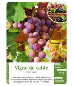Vigne de table ‘Cardinal’