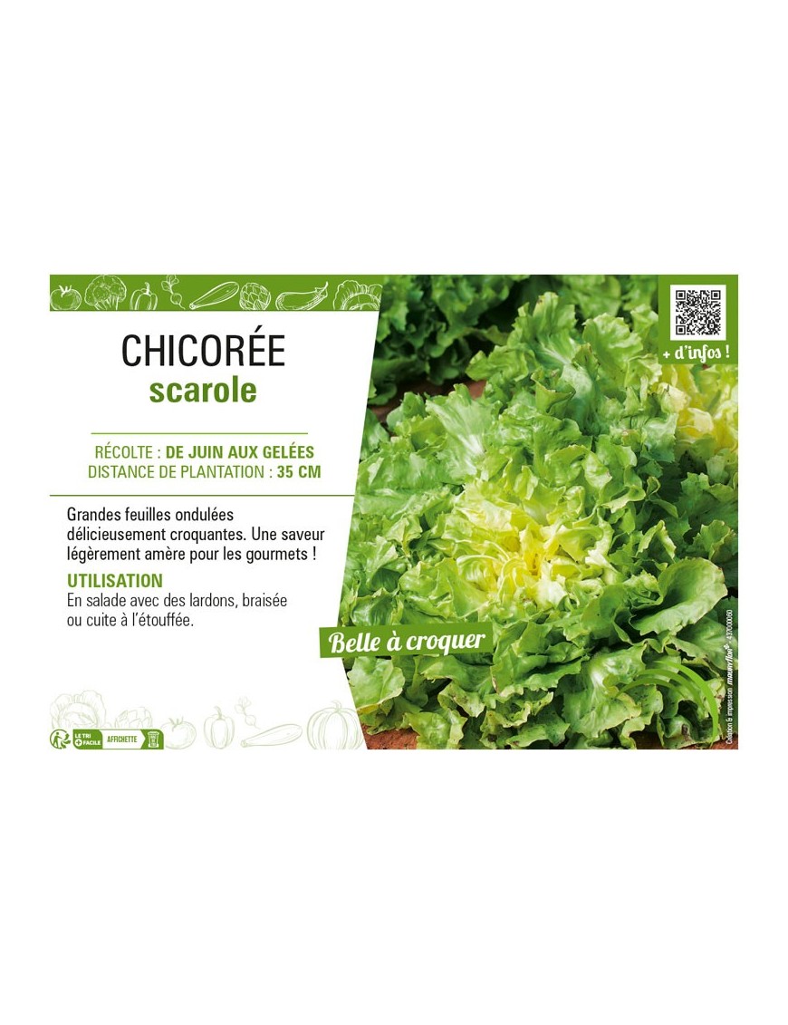 CHICORÉE SCAROLE