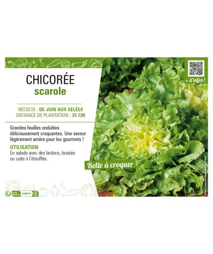 CHICORÉE SCAROLE