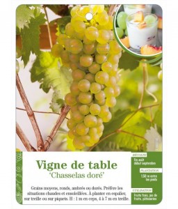 Vigne de table ‘Chasselas doré’