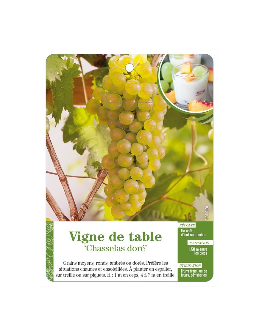 Vigne de table ‘Chasselas doré’