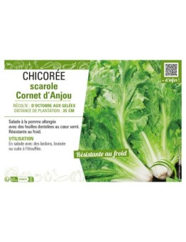 CHICORÉE SCAROLE CORNET D'ANJOU