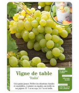 Vigne de table ‘Italia’
