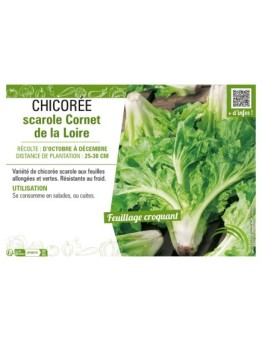 CHICORÉE SCAROLE CORNET DE LA LOIRE