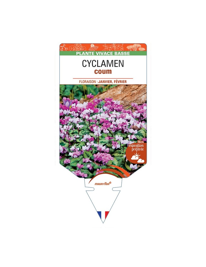 CYCLAMEN coum