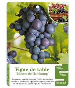 Vigne de table ‘Muscat de Hambourg’