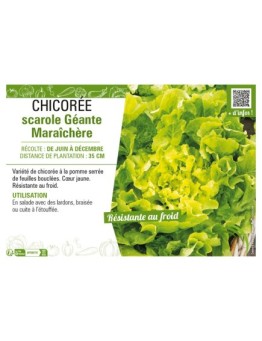 CHICORÉE SCAROLE GÉANTE MARAÎCHÈRE