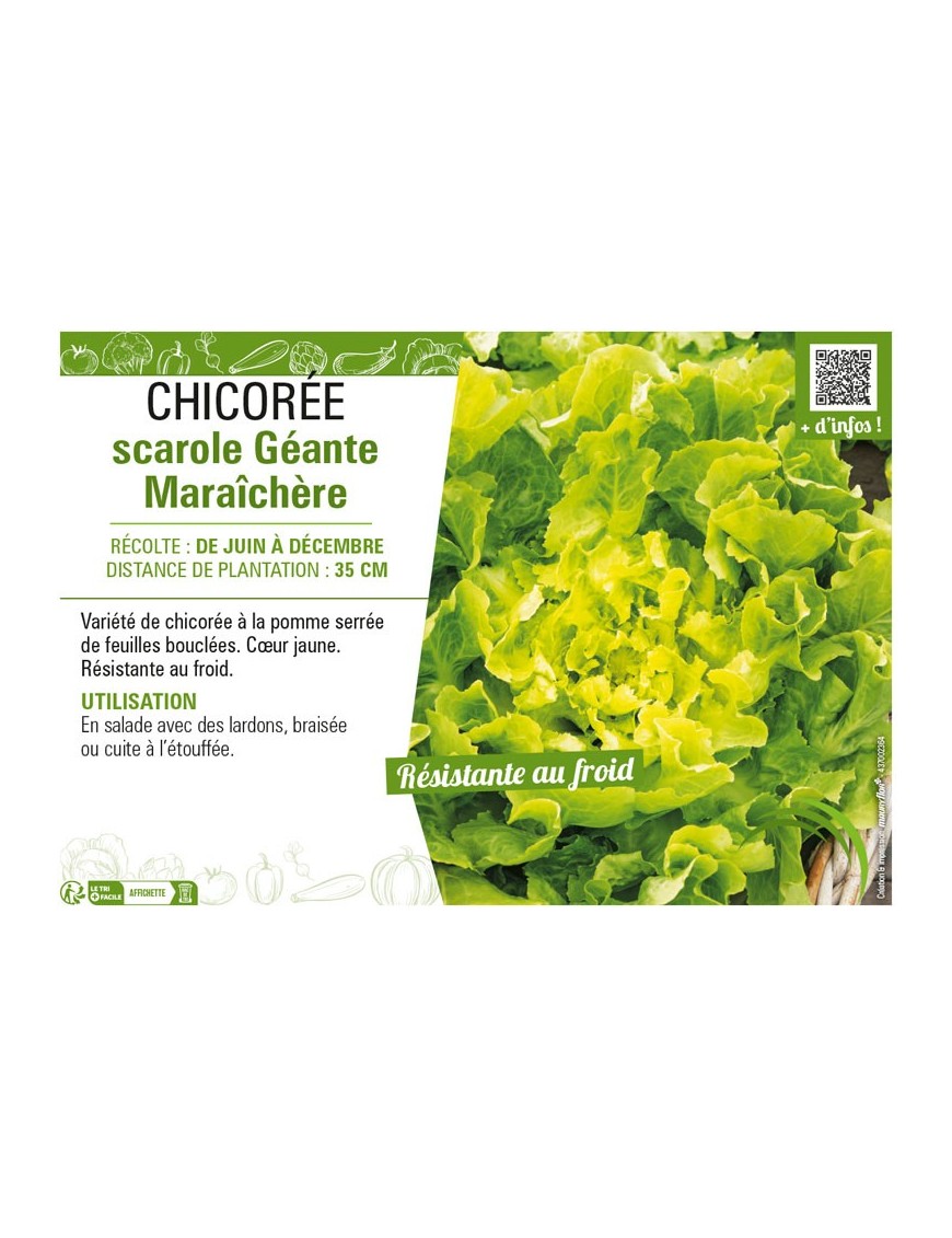 CHICORÉE SCAROLE GÉANTE MARAÎCHÈRE