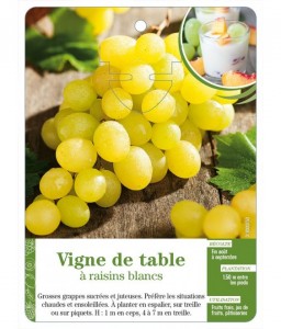 Vigne de table à raisins blancs