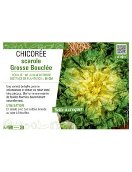 CHICORÉE SCAROLE GROSSE BOUCLEE