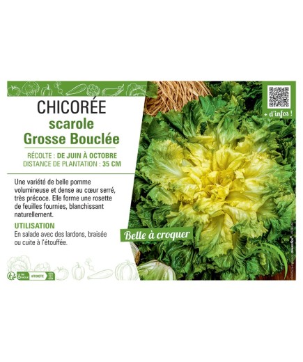 CHICORÉE SCAROLE GROSSE BOUCLEE