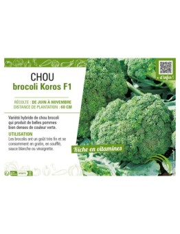 CHOU BROCOLI KOROS F1