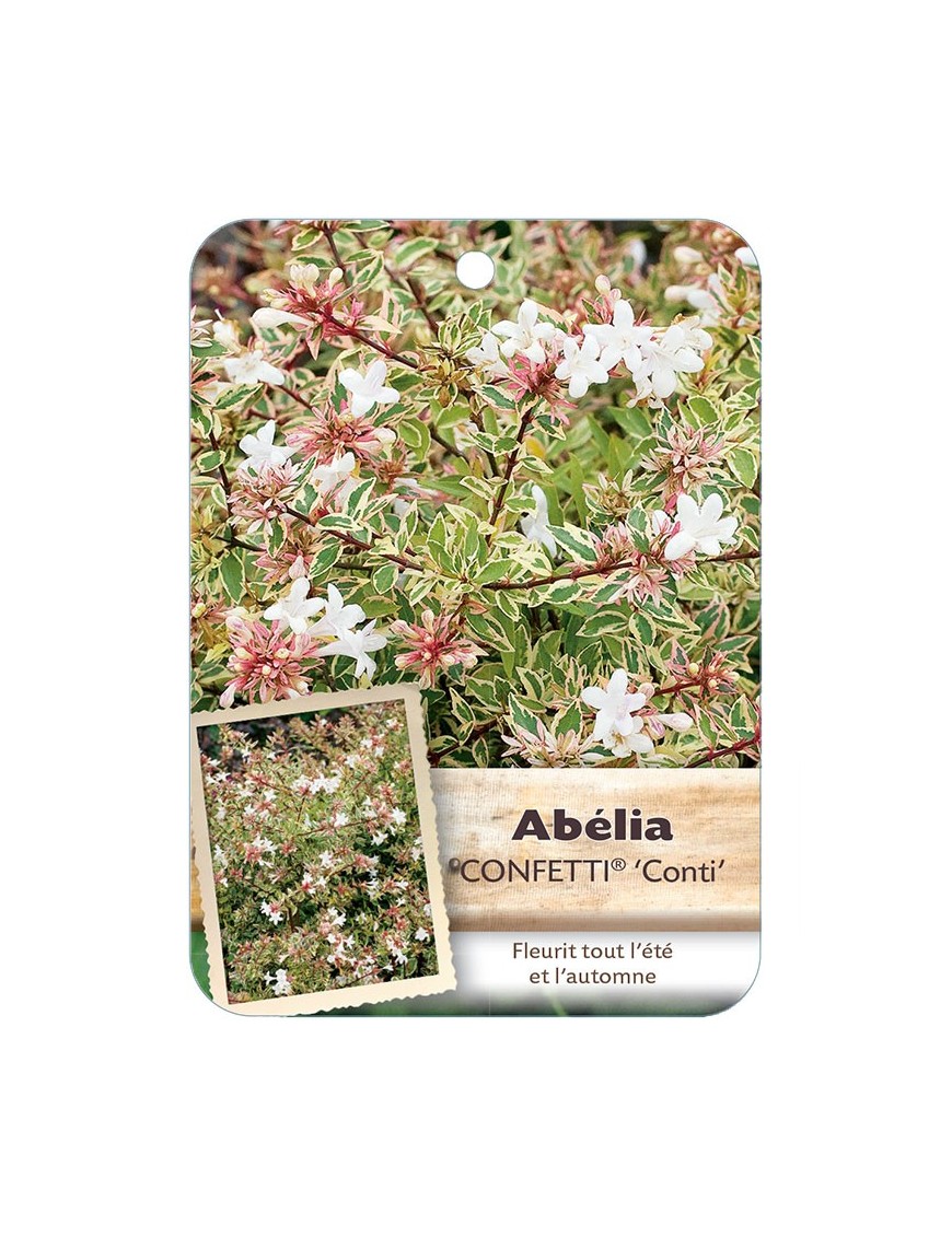 Abelia Confetti® ‘Conti’