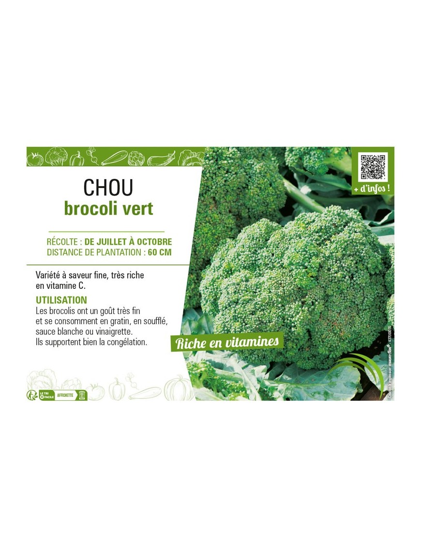 CHOU BROCOLI VERT